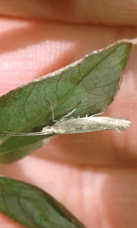 Coleophoridae sp.? S